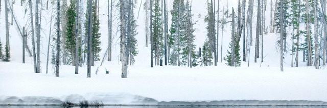 NaturalSensia's profile banner image