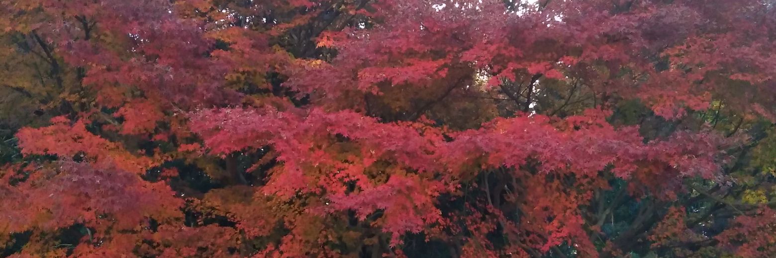kds326o666's profile banner image