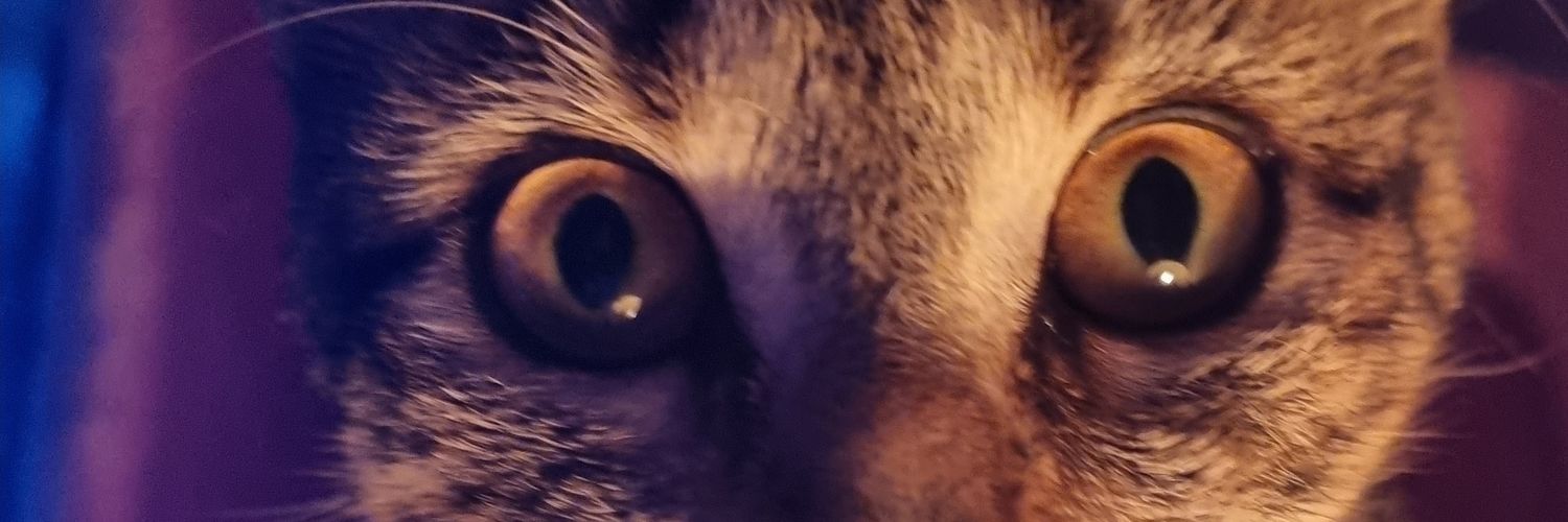 Barnacle Belle banner