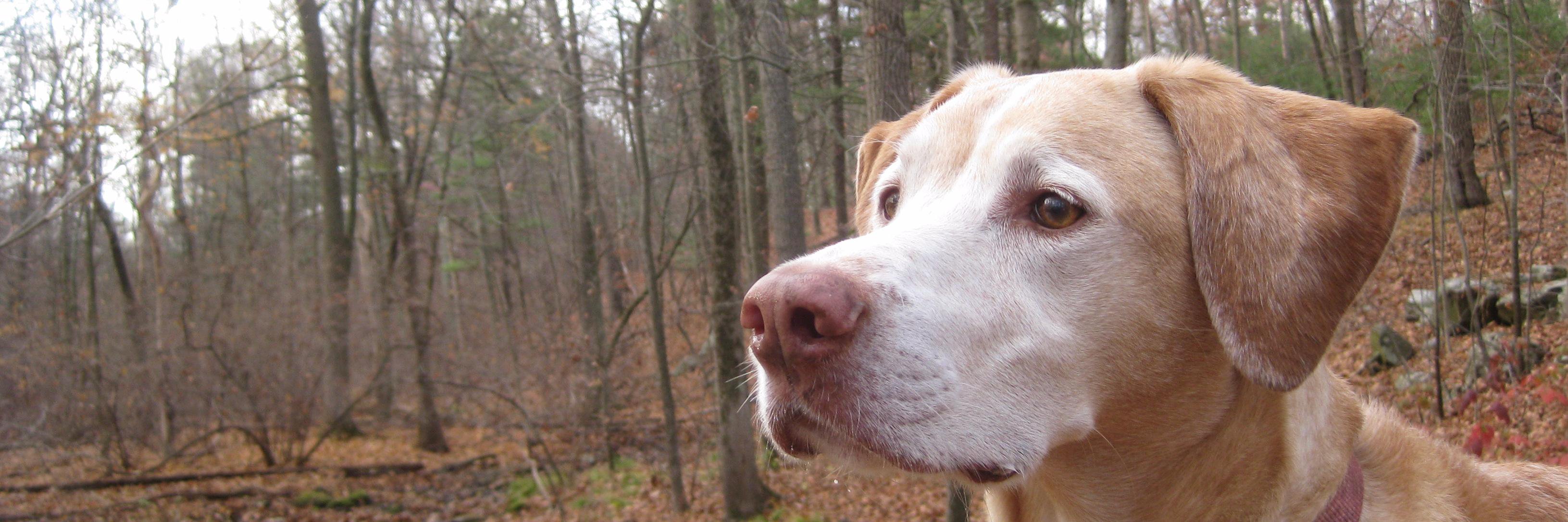 Ridgeback27's profile banner image