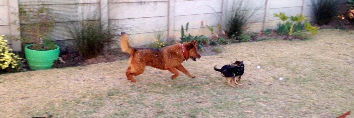 Michael Sherman banner