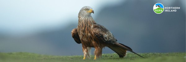 RSPBNI Profile Banner