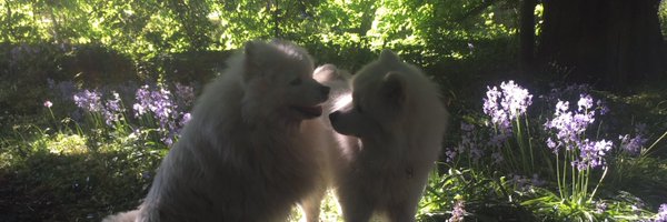 pmnogue Profile Banner