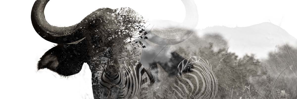 nomadickenyan's profile banner image