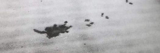 catisfruit's profile banner image