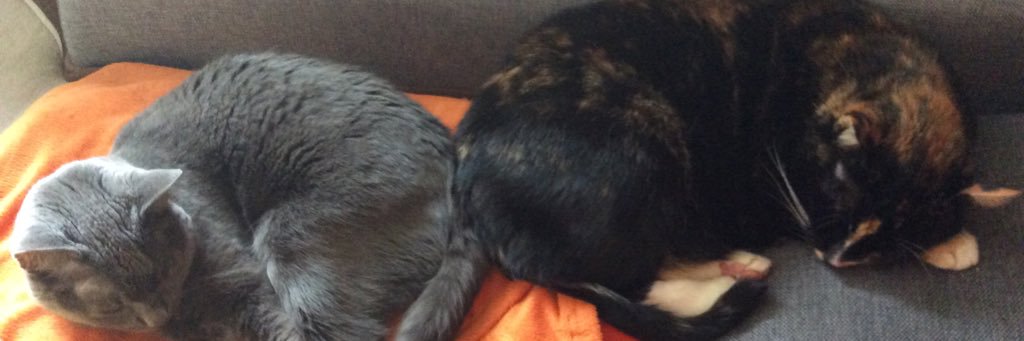 Icke Berlin 💉💉💉 banner