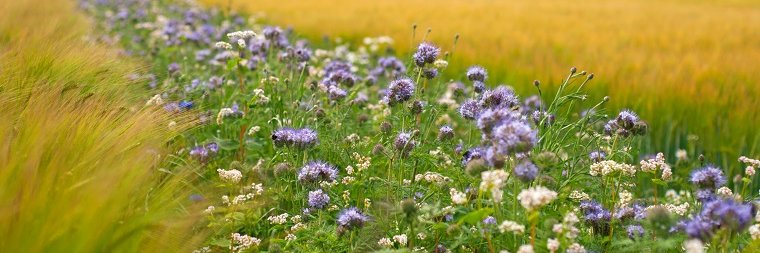 RISE Foundation banner