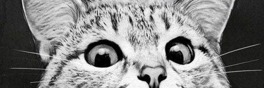 chikalzp_'s profile banner image