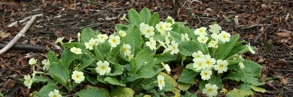 PMGilmartin Profile Banner