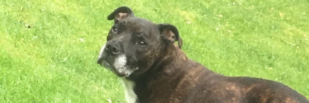 Garry Pidgeon banner