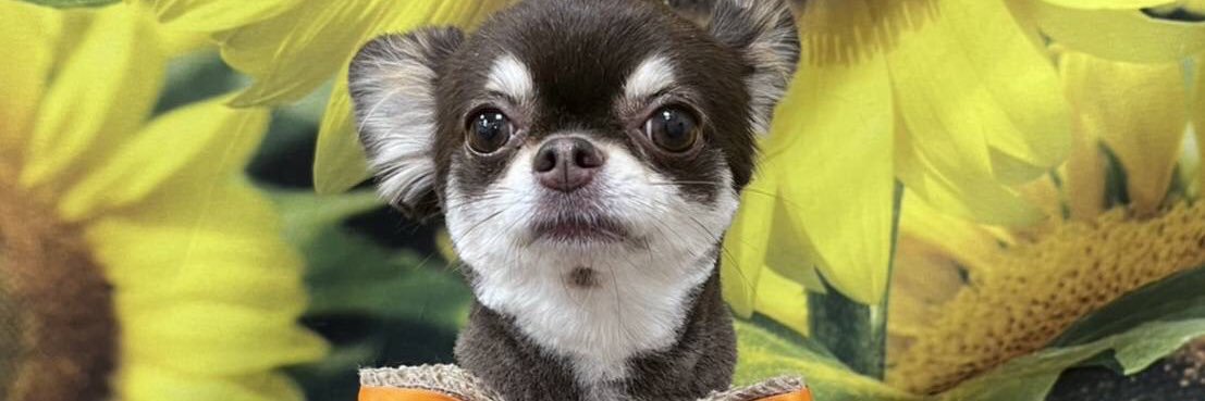 hakotaaaan's profile banner image