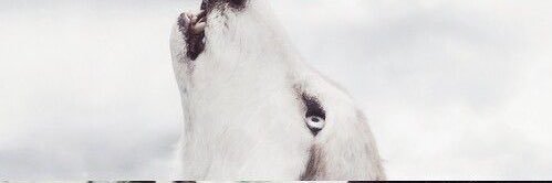 CallOfASheWolf's profile banner image