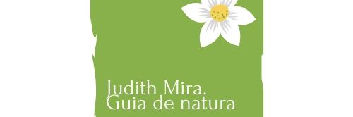 MiraJudith's profile banner image