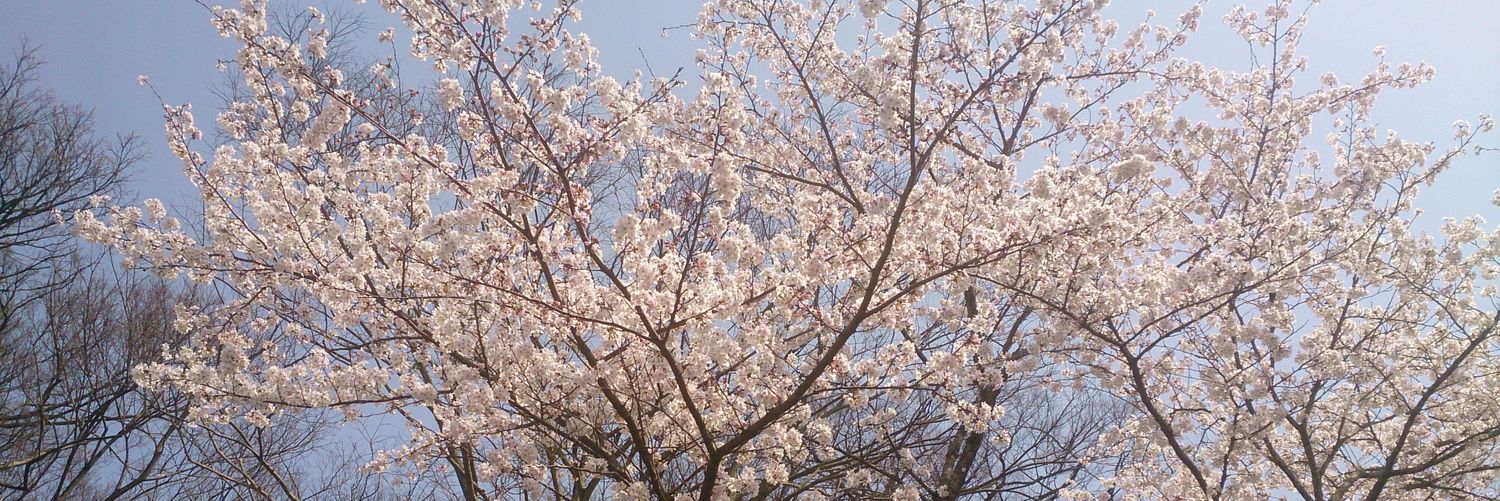tainari_a's profile banner image