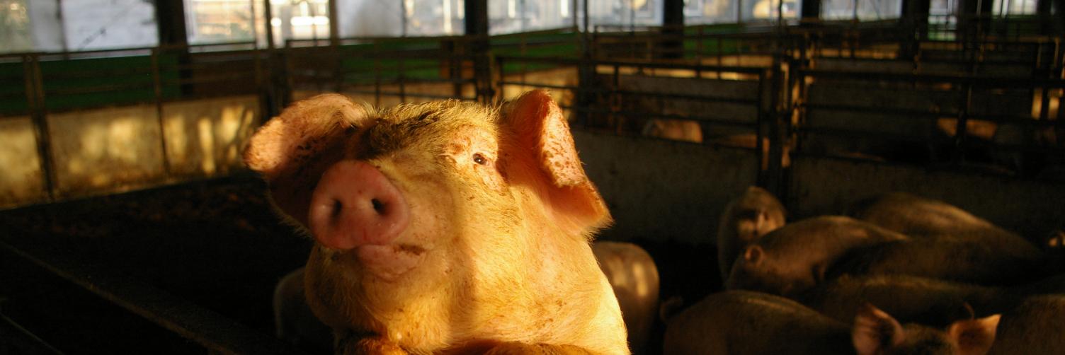 🐽たかはしけい（食品リサイクルベンチャー代表） banner