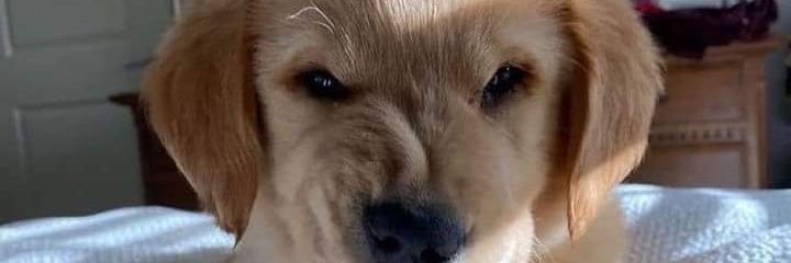 Alexhumberto01's profile banner image