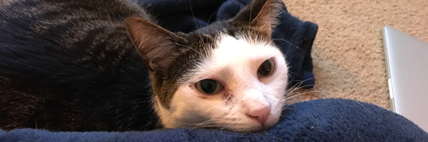 GeenzCat's profile banner image