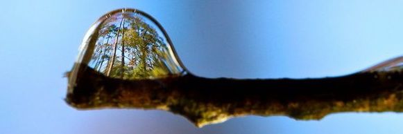 Kiwi Paul 💙 banner