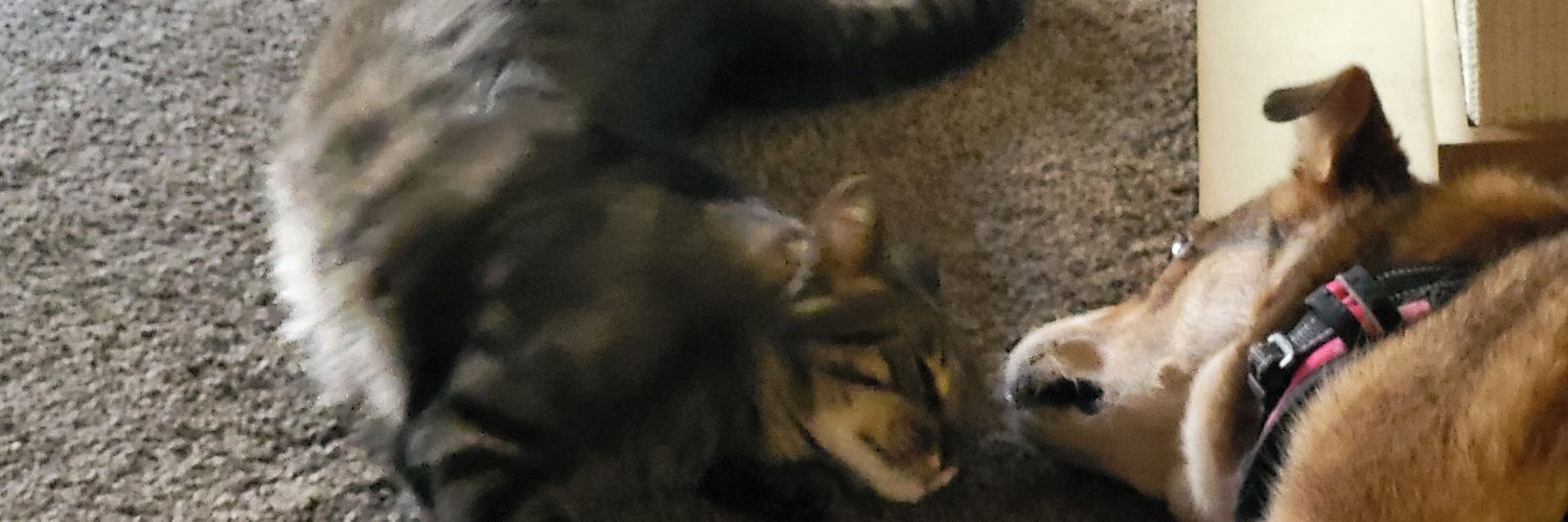 ChristineYHSD 🐶🐱🥥🌴💙 banner