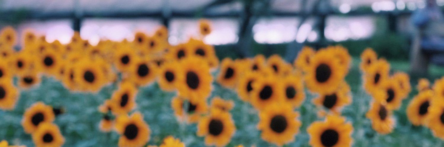 sushireen's profile banner image