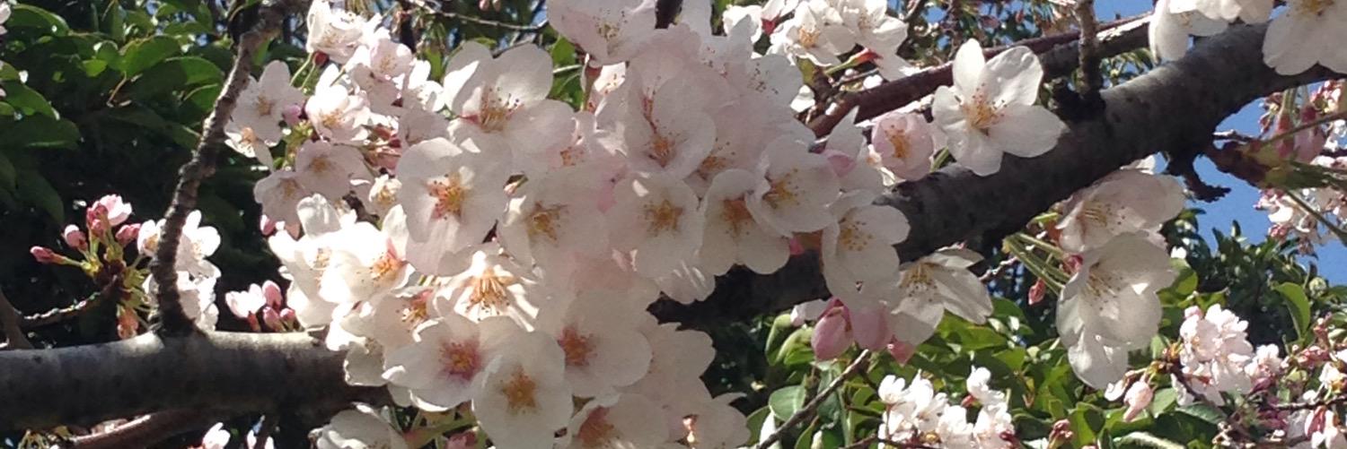 かまま banner