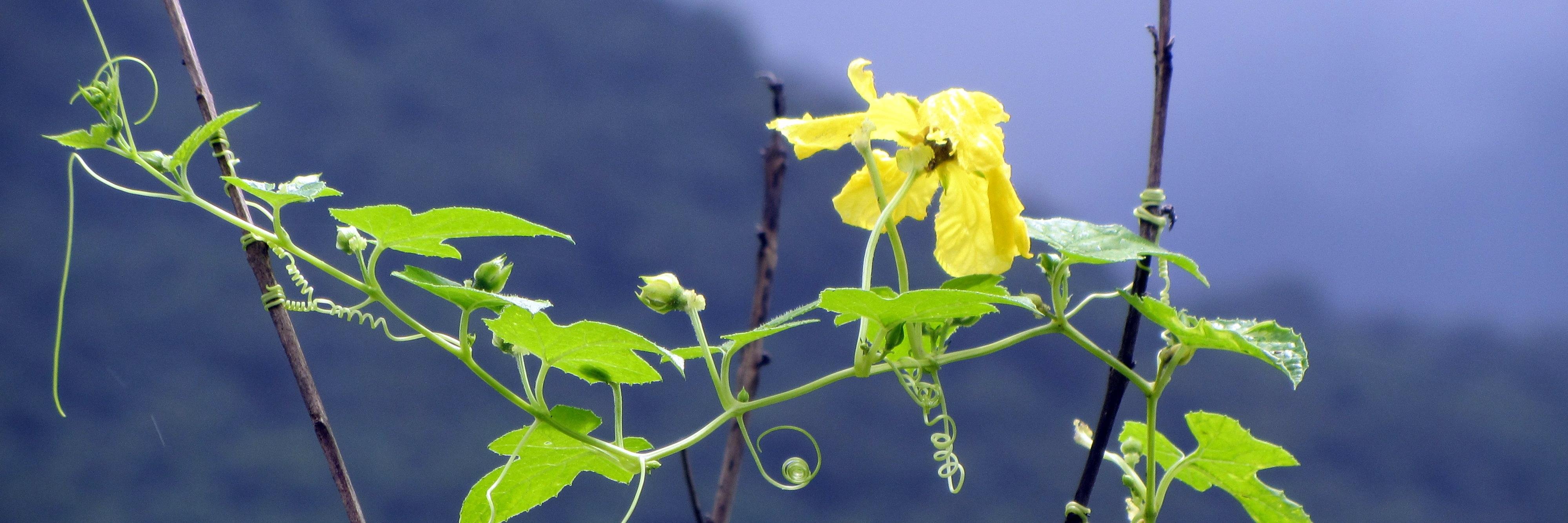 Shirodkar_Sagar's profile banner image
