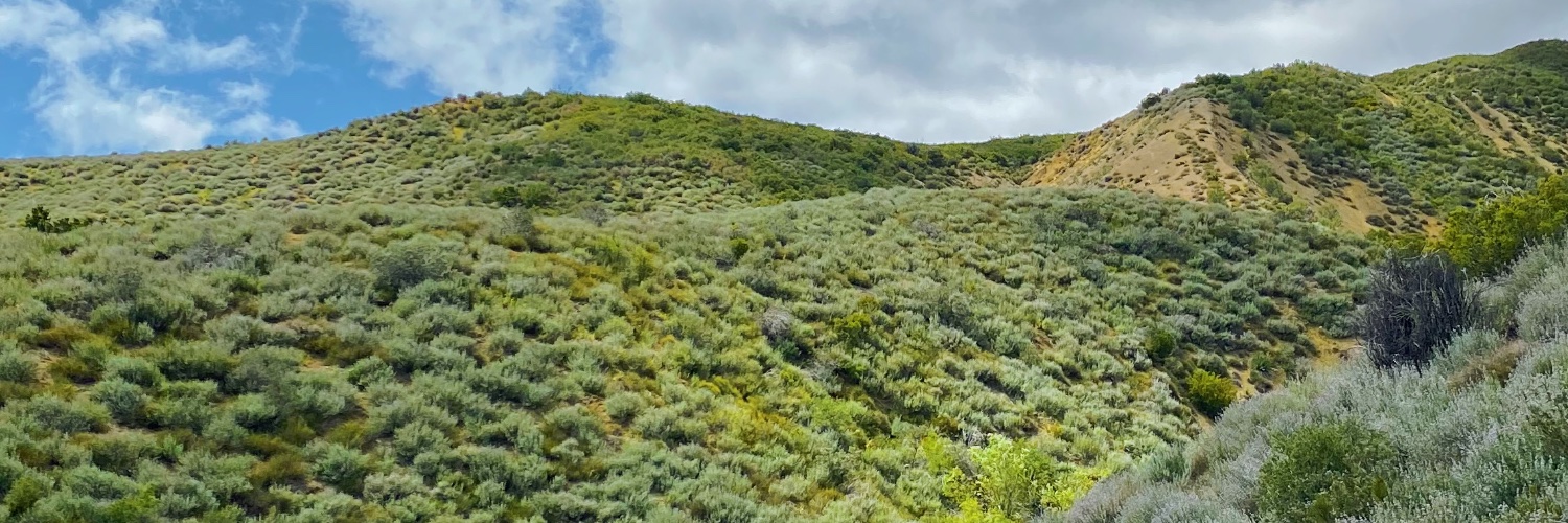 Connor Leeming banner