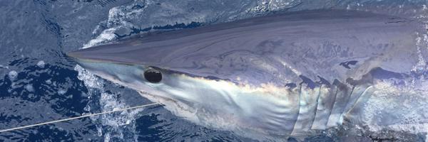 GregStunz Profile Banner