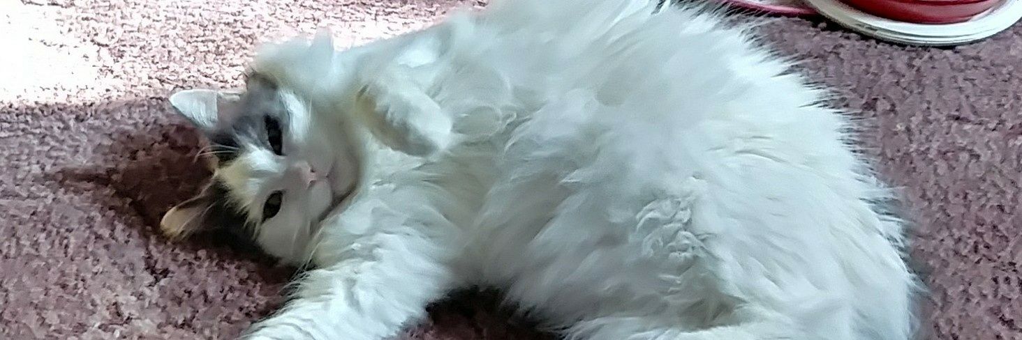 debbielala58's profile banner image