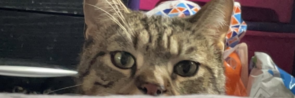 Jess banner