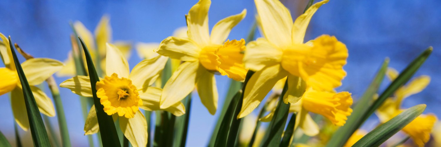 Health NZ - Southern banner