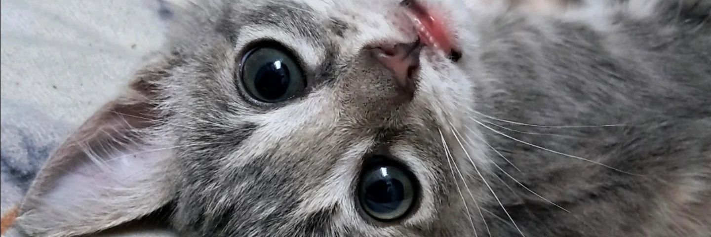 c0tic0's profile banner image
