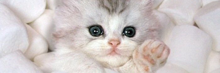 gracekitty_'s profile banner image