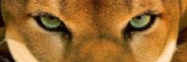 CMHCougars's profile banner image