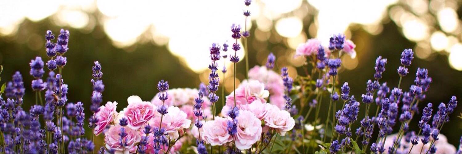 BeautDreamer's profile banner image