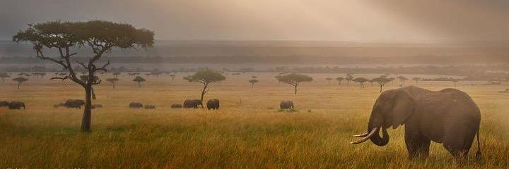 BeigeZebra's profile banner image