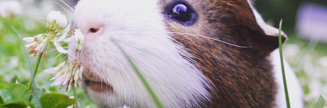 jebbybucko's profile banner image