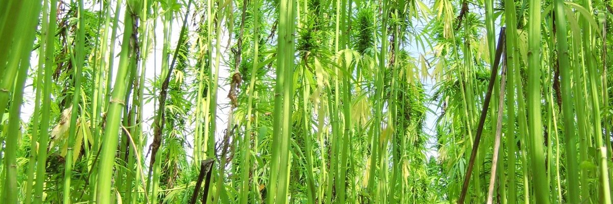 AmericanHemp's profile banner image