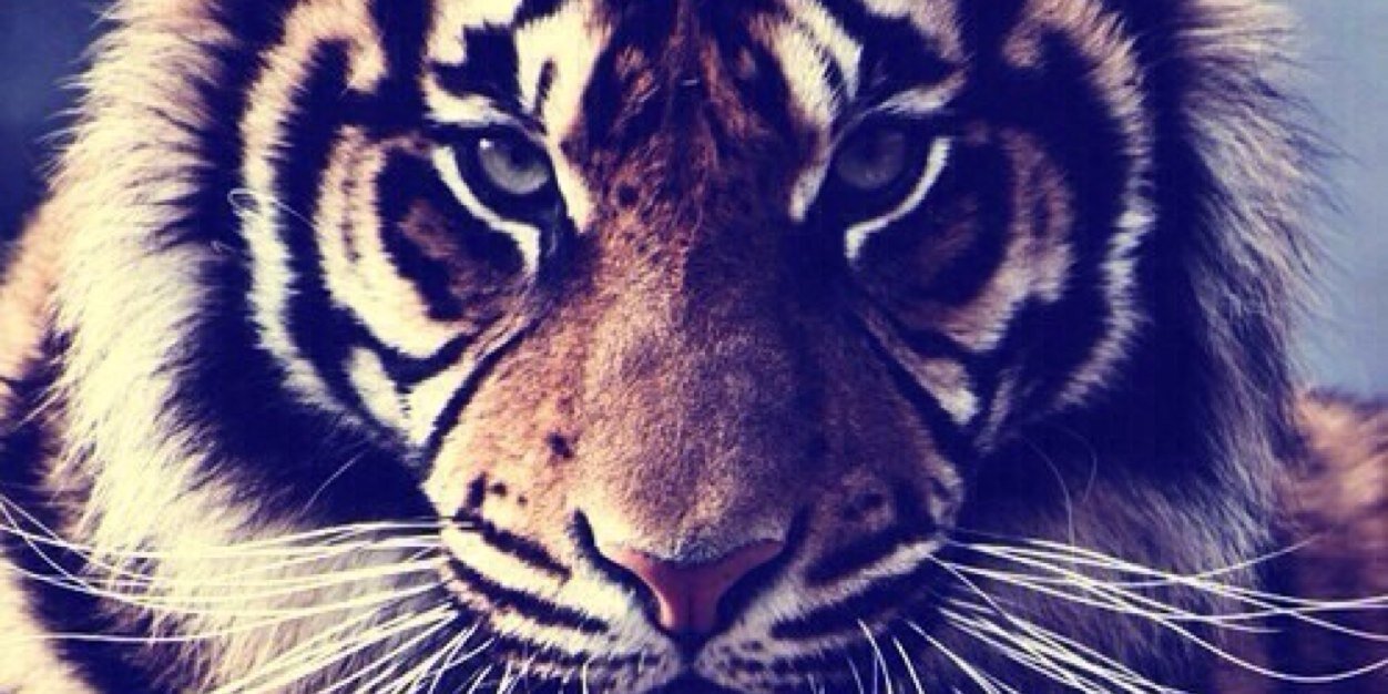 selimitdangdr's profile banner image