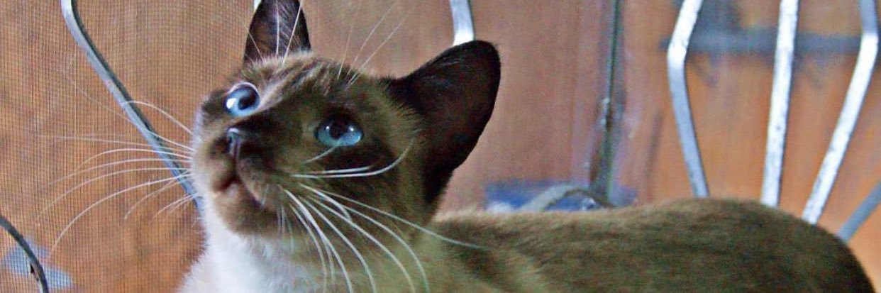 limak4rine's profile banner image