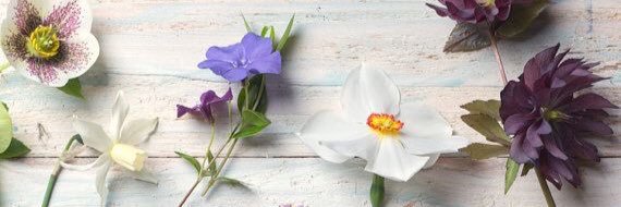 Alejandra Solis banner