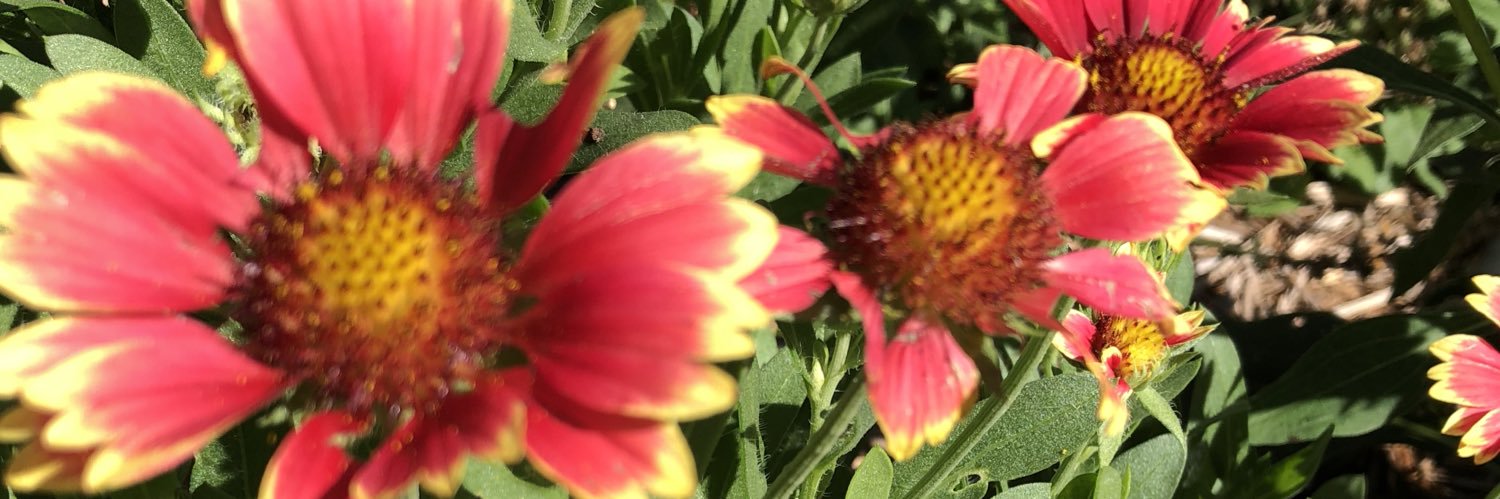 JulieDoyen's profile banner image
