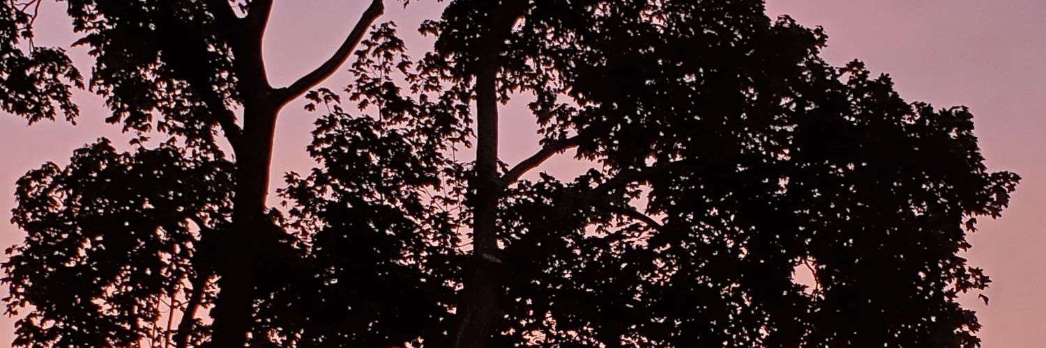 Beth Wolfe banner