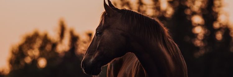 alwaysrosek's profile banner image