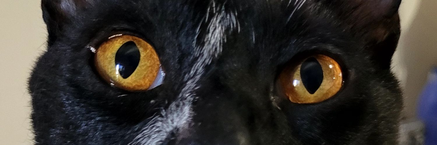 Jimena_Torales's profile banner image