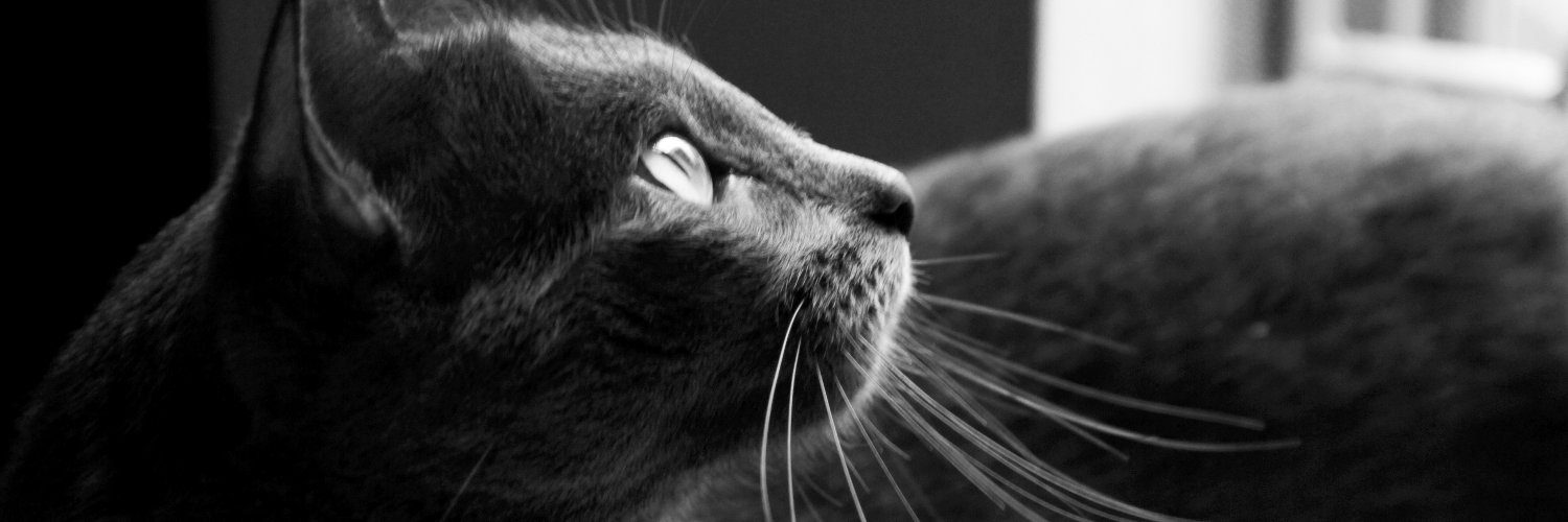 vicedeno's profile banner image
