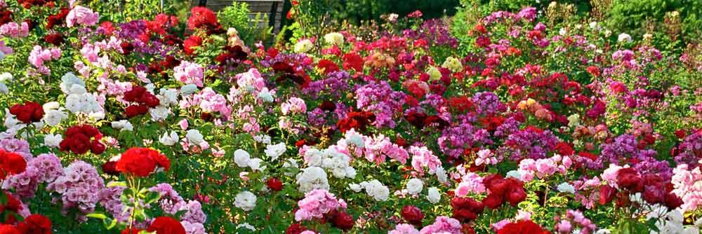 sonal_CSE's profile banner image
