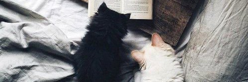 Kittens89's profile banner image