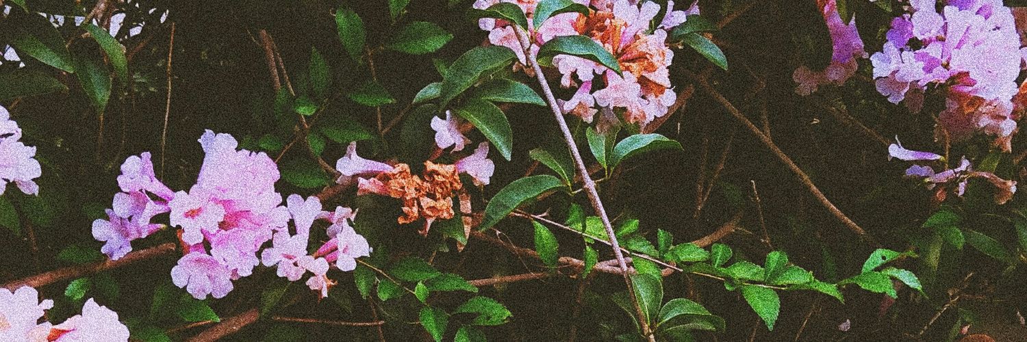 cccctrx's profile banner image