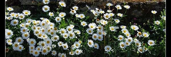 Adi_Papillon Profile Banner